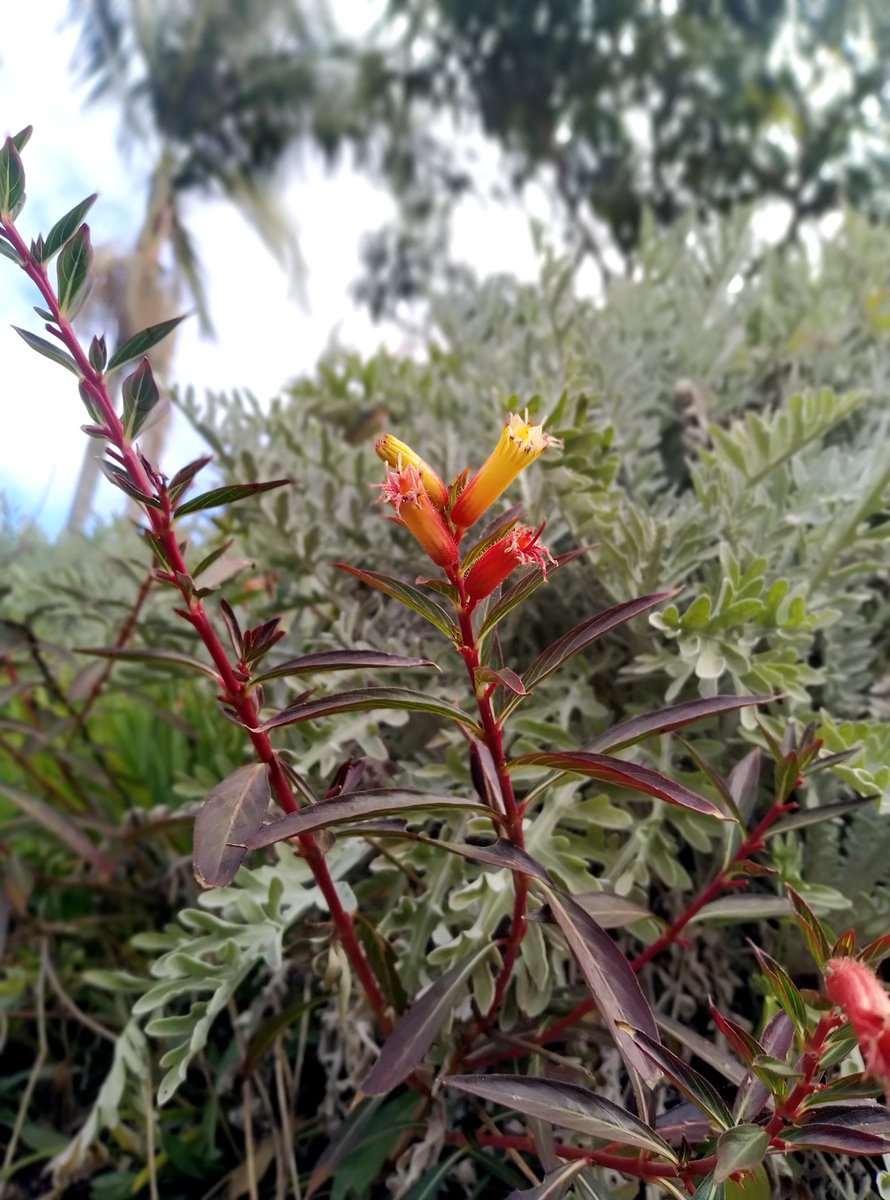 s_diaries04's tweet photo. Even in winter...they grow❤️

#nature #flowers https://t.co/Tl5DlHw0ry