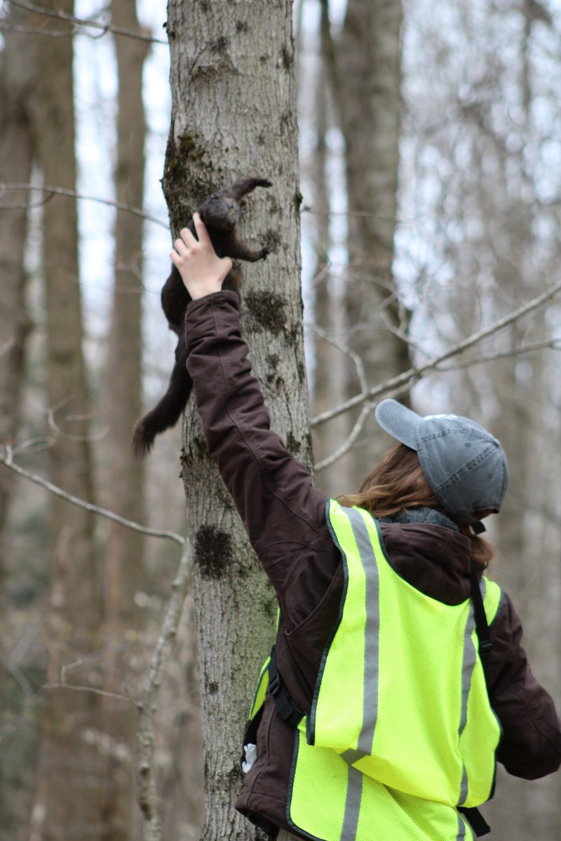 Our first feature of the summer is Jess Proctor (<a href="/queencompost/">Jess Proctor</a>), an MS student studying urban squirrels with Dr. James Gibbs at <a href="/sunyesf/">SUNY ESF</a> and Dr. Bradley Cosentino at Hobart and William Smith Colleges.