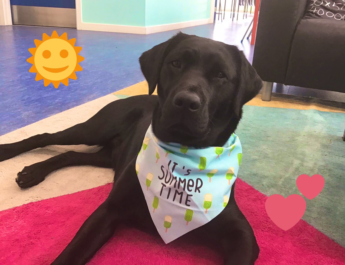 State exams are finishing today so it’s officially summer time!! 🎉Wishing all the students and staff of <a href="/Kingswoodcc16/">Kingswoodcc</a> a pawesome summer break 🐶😎 #teamDDLETB #schoolsoutforsummer #dogsoftwitter