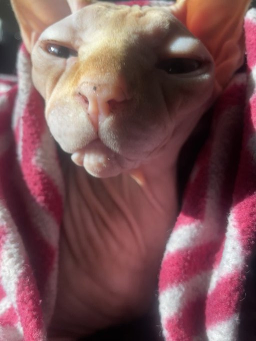 cat_nip