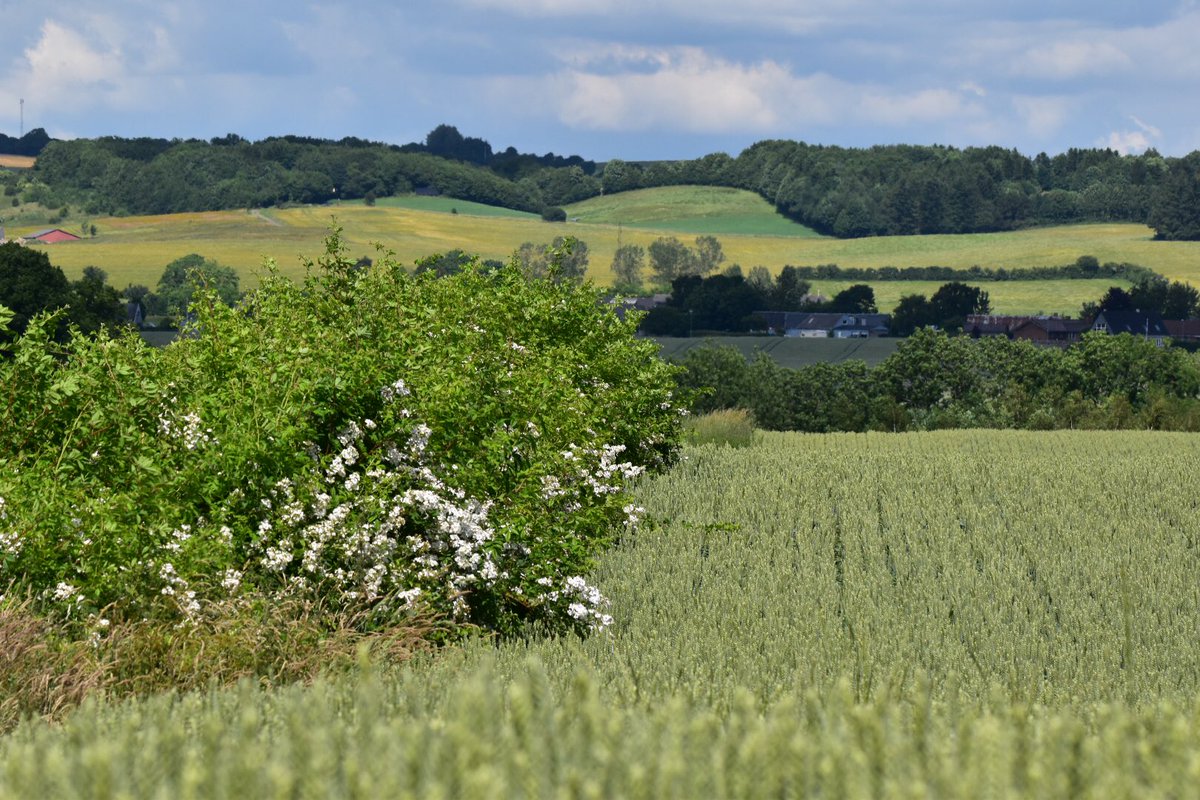 jsloothaak's tweet photo. Bezoek aan 'n Deens landgoed waar de eigenaren meer dan 10% van de 800ha op eigen kosten hebben ingericht met heggen, randen en braakstroken. Belangrijkste motivatie is de jacht. Gekweekte fazanten worden uitgezet, maar de forse patrijzenpopulatie is natuurlijk. @PARTRIDGE_NSR https://t.co/6wYcOXUTU7