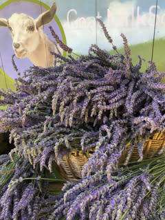French Lavender is now in bloom! We still have some spots for Pick Your Own, the last PYO dates of first bloom lavender for the year! Check out our newsletter for more info- mailchi.mp/madlavenderfar…