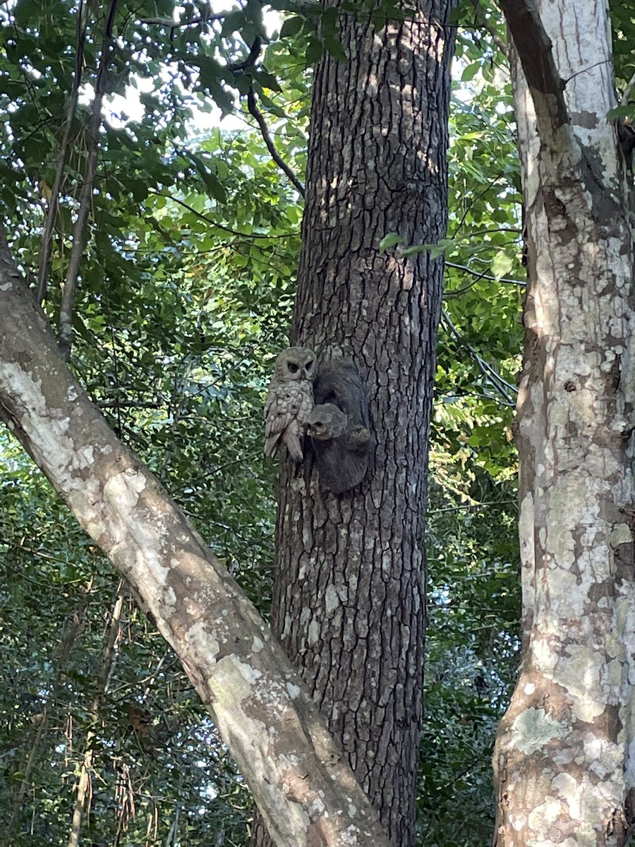 Day 2️⃣ of sustainability training 🦉🪲🦟🍂