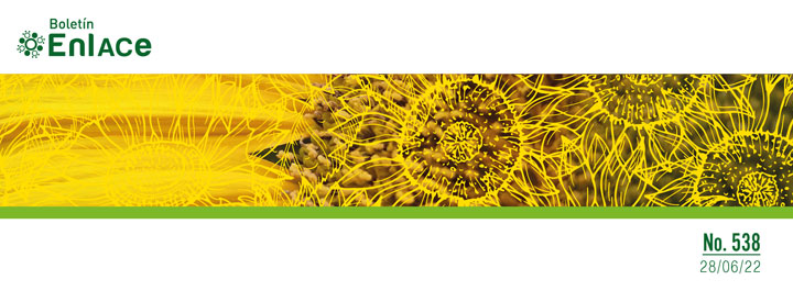 ACCIMMYT's tweet photo. CIMMYT | #BoletínEnlACe 538 

🌻Girasol para la desertificación en Tamaulipas 🌱Maíz azul, potencial contra gorgojo 🐝Agricultura y apicultura, de la mano en Yucatán 😯Ajonjolí de nuevo en los Tuxtlas 🚜Agricultura sustentable mejora producción en Sonora

https://t.co/xGZapKPkcr https://t.co/z1tKrdhOMx