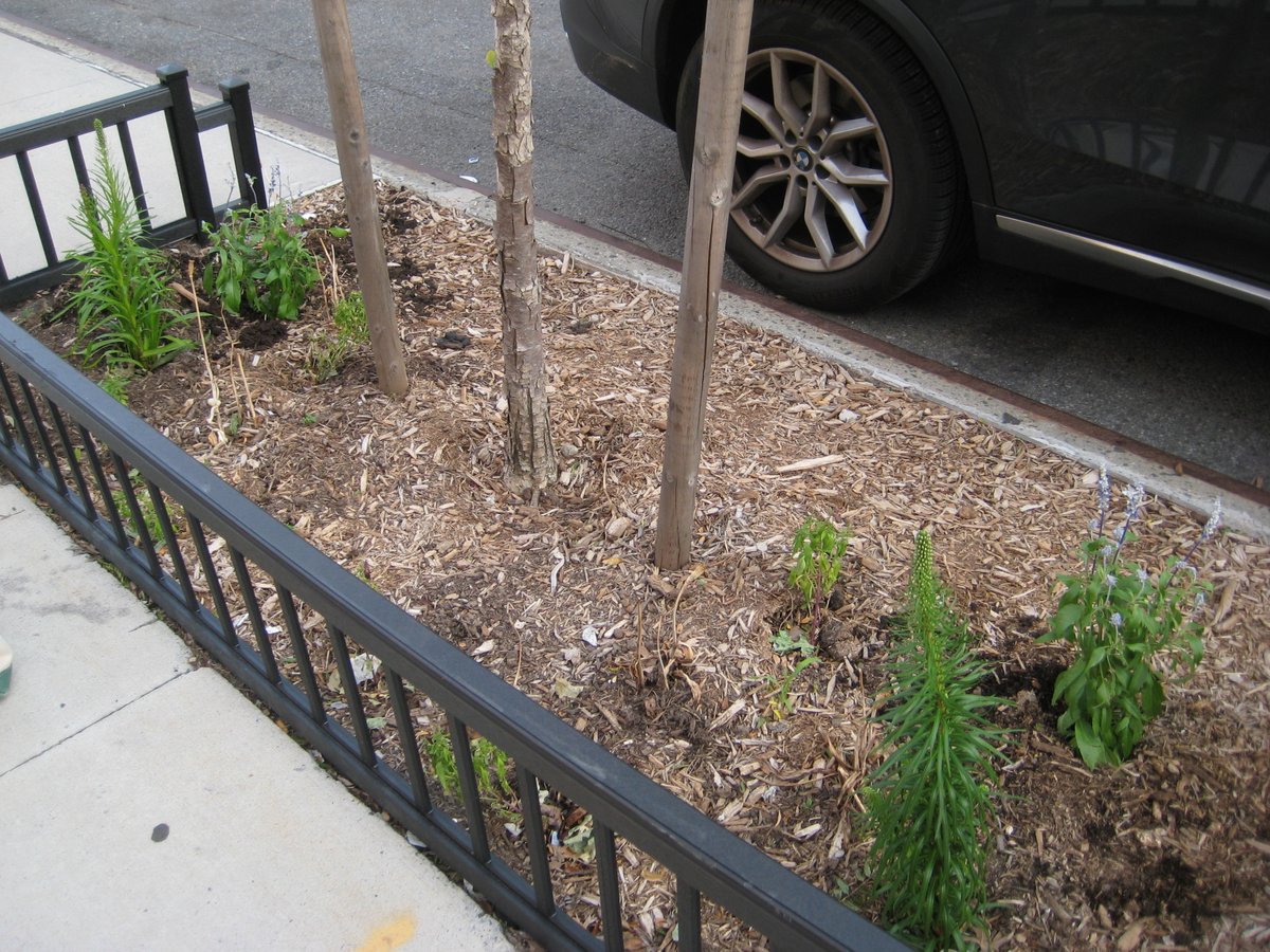 TreesNewYork's tweet photo. We’ve been cleaning up some litter and finishing up the planting in one of our #treebeds, made up mostly of #nativeplants on Manhattan’s east side. We are curious to see how the plants do - and how the #pollinators like them! #nycurbanforest #nycflowers #nycplants #plantflowers https://t.co/fwP2mAdi7V