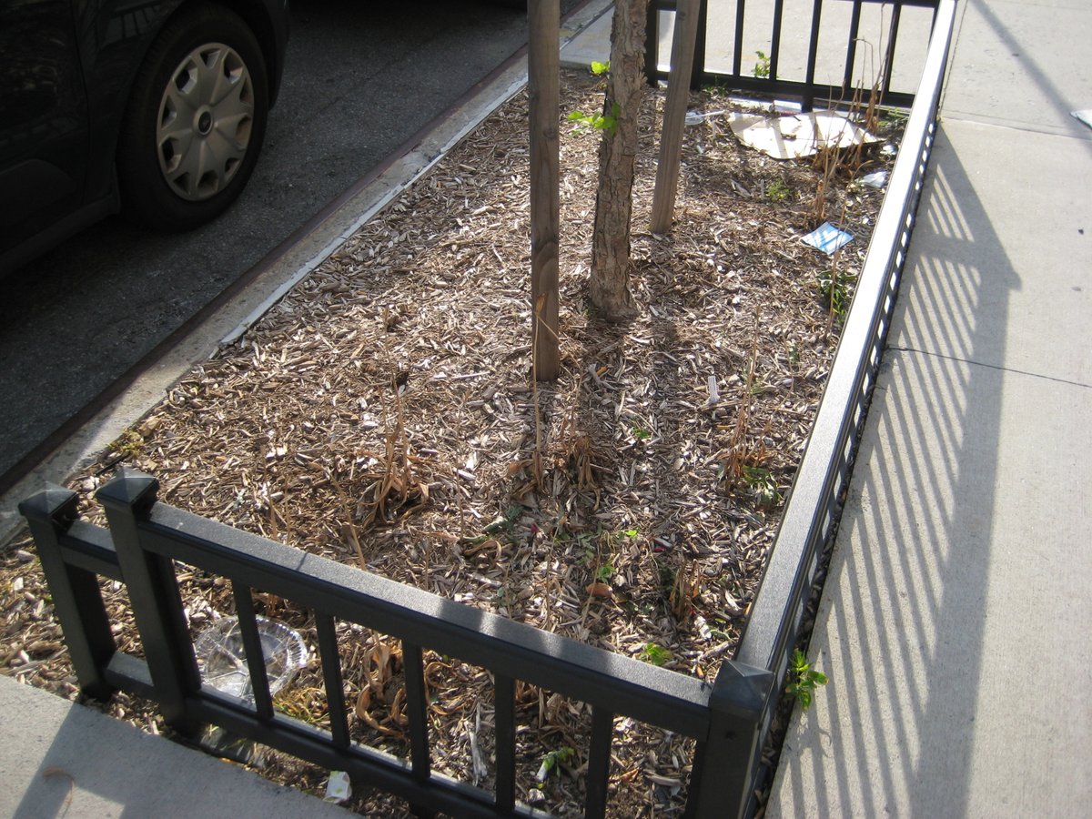 TreesNewYork's tweet photo. We’ve been cleaning up some litter and finishing up the planting in one of our #treebeds, made up mostly of #nativeplants on Manhattan’s east side. We are curious to see how the plants do - and how the #pollinators like them! #nycurbanforest #nycflowers #nycplants #plantflowers https://t.co/fwP2mAdi7V