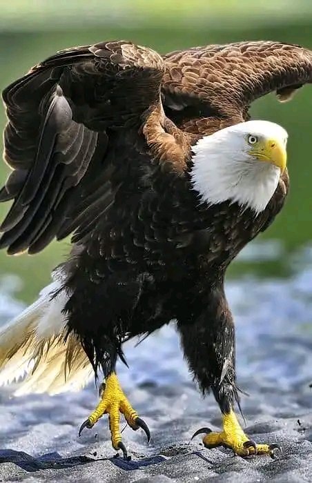 PartridgeGagoi1's tweet photo. Eagle, how many of loves this bird https://t.co/Q42otdPzka
