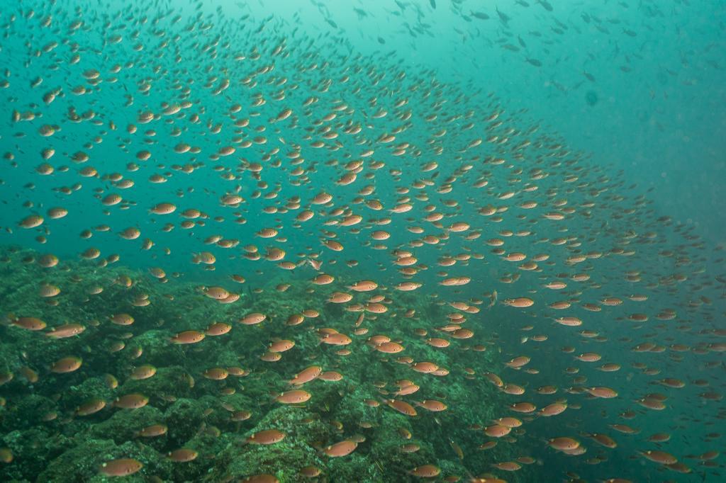 MiAmbientePma's tweet photo. Panamá esta convencido que es importante asegurar el efecto protector de las áreas marinas que se establezcan en nuestro país y fuera de nuestras fronteras entendiendo que no solamente debe ser cantidad, sino que también debe ser la calidad de protección en estas zonas ecológica. https://t.co/rECPyPMptJ