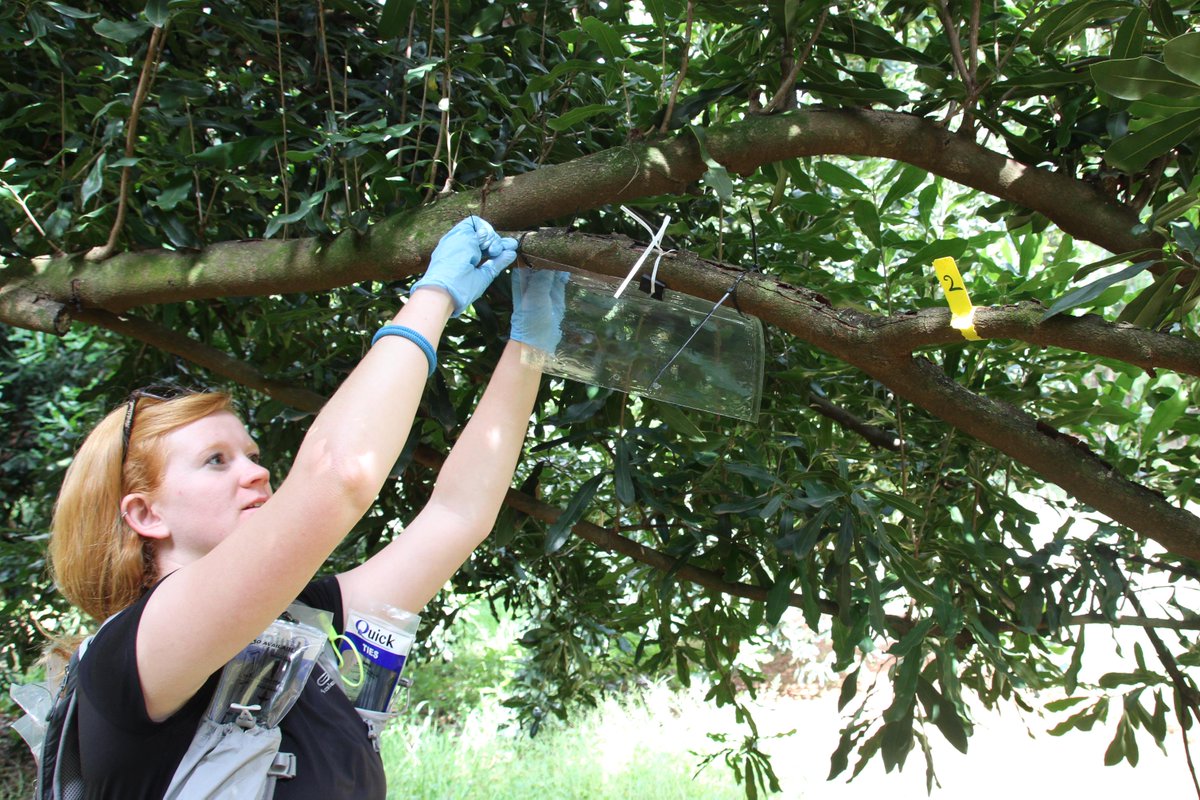 A small step towards more sustainable macadamia production in South Africa!

PhD candidate <a href="/ElisaPal2/">Elisa Pal, PhD 🦋🐛🐞🐝🇫🇷🇿🇦</a> deployed the first pheromone baited traps for the two spotted stink bug in South Africa!

Read the full scoop here:
fabinet.up.ac.za/index.php/news…