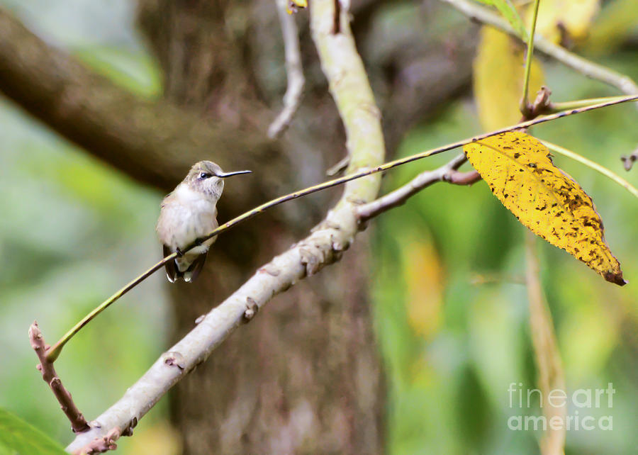 KerriFar's tweet photo. "In all things of nature there is something of the marvelous."- Aristotle #quote - https://t.co/L2RaFjln9l ~ #HummingbirdMoments #NewRiverNature - https://t.co/xHWZjtgp2E https://t.co/k7bZFVRkHy