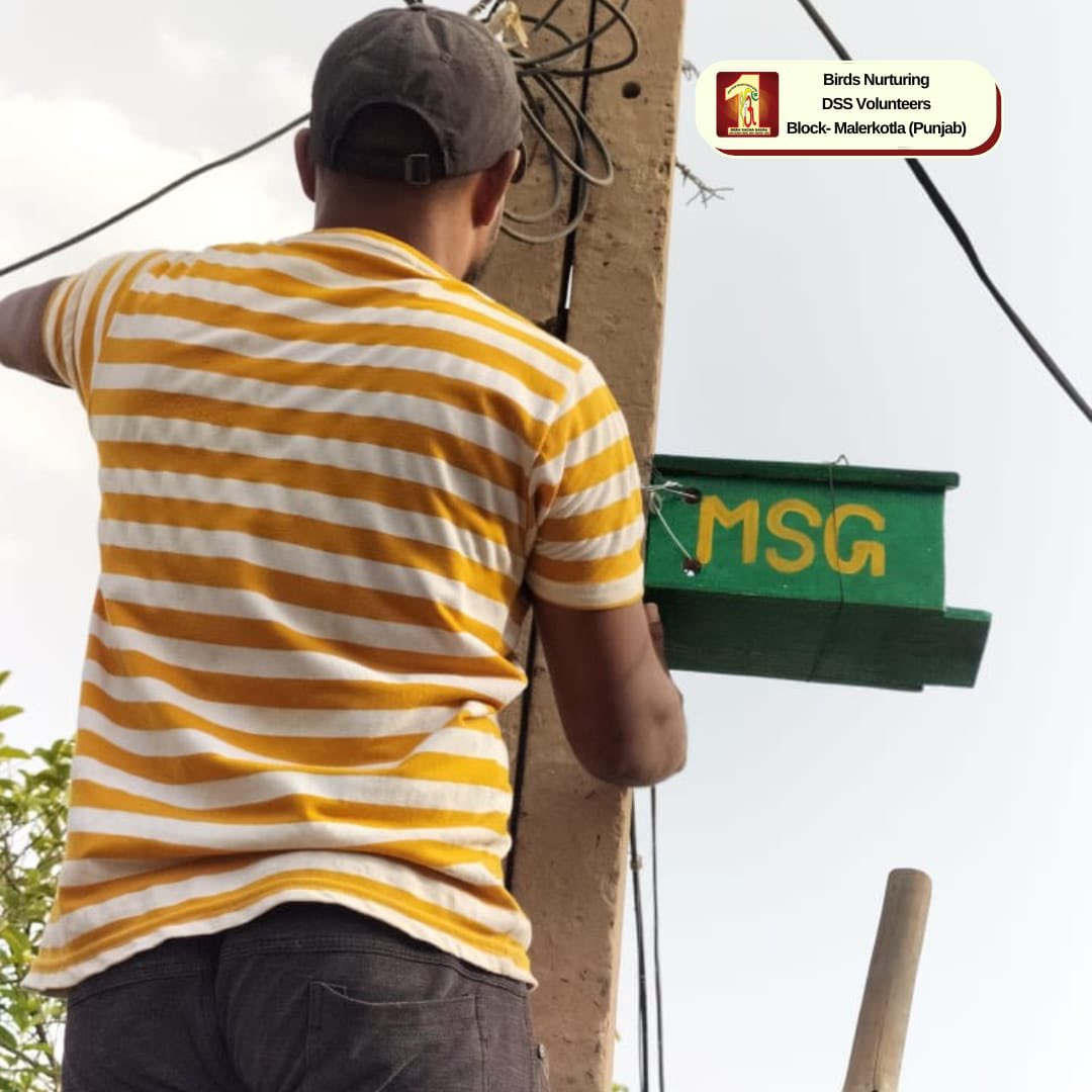 DSSNewsUpdates's tweet photo. Providing feed🫘 &amp; water to birds🐦 is a very small but really thoughtful gesture that can help save their lives. Glimpses of Birds Nurturing Campaign by DSS Volunteers of Malerkotla, Punjab.
#SaveBirds #FeedBirds #BirdsNurturing #DSS #SaintDrGurmeetRamRahimSinghJi #Summer https://t.co/y2909aQG8b