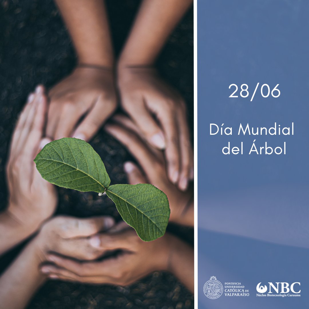 ¡Un árbol es vida! Esta jornada está dedicada a plantar árboles en diferentes lugares, para frenar los efectos del cambio climático y la tala indiscriminada. 🌎¡Cuidar nuestro planeta, es nuestra responsabilidad!