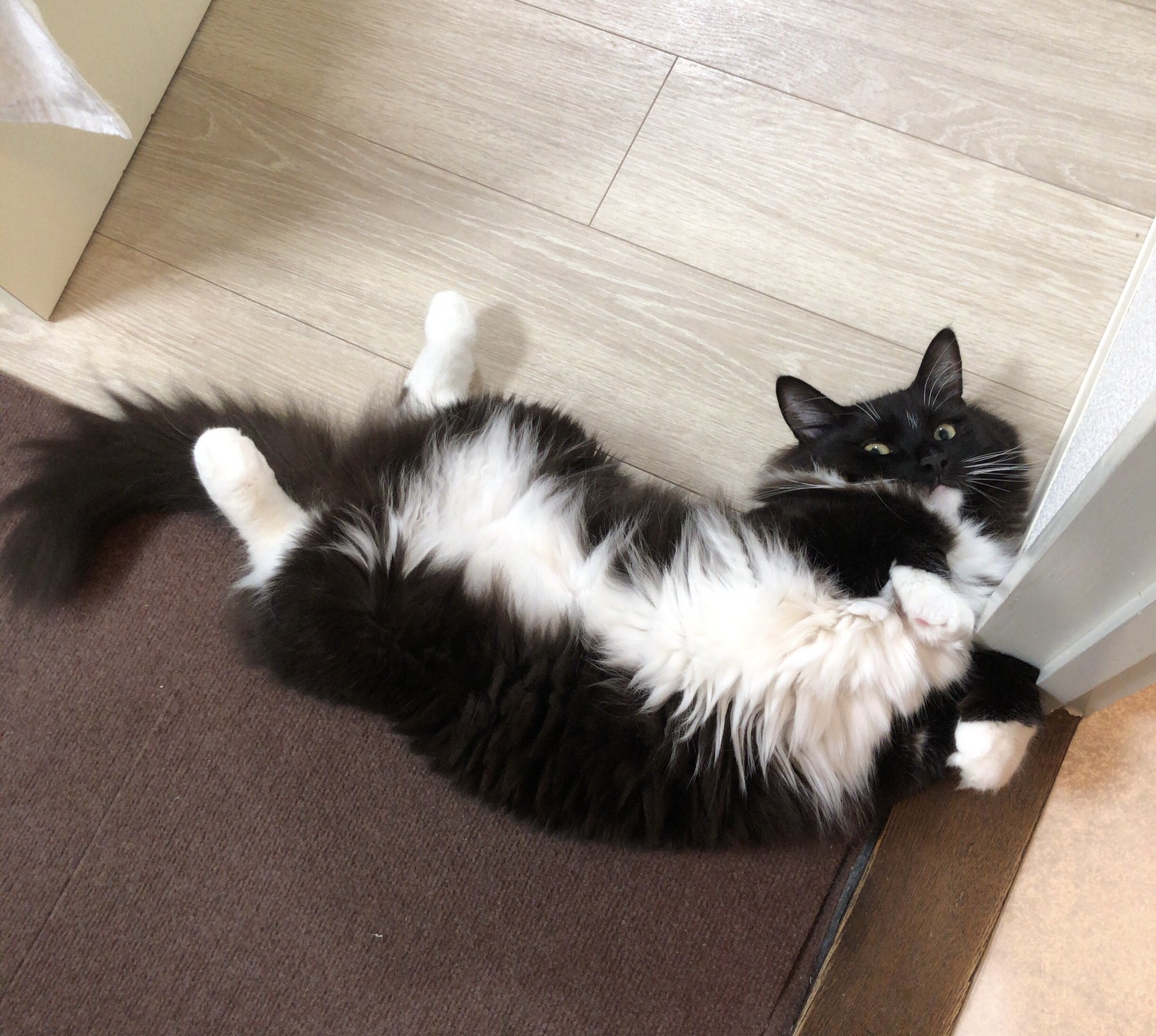 猫飼い初心者とサイベリアン やまと Siberian Yamato Twitter