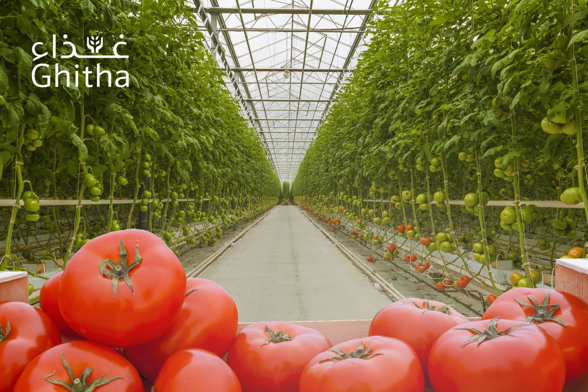 ihc__official's tweet photo. Domestic #foodsecurity is a priority for all nations. IHC's subsidiary Ghitha Holding is playing a primary role in contributing to the UAE’s food strategy and working towards enhancing food security's future.
https://t.co/NWoqkjp0PV
#InternationalHoldingCompany #Ghitha https://t.co/MWECmaUbni