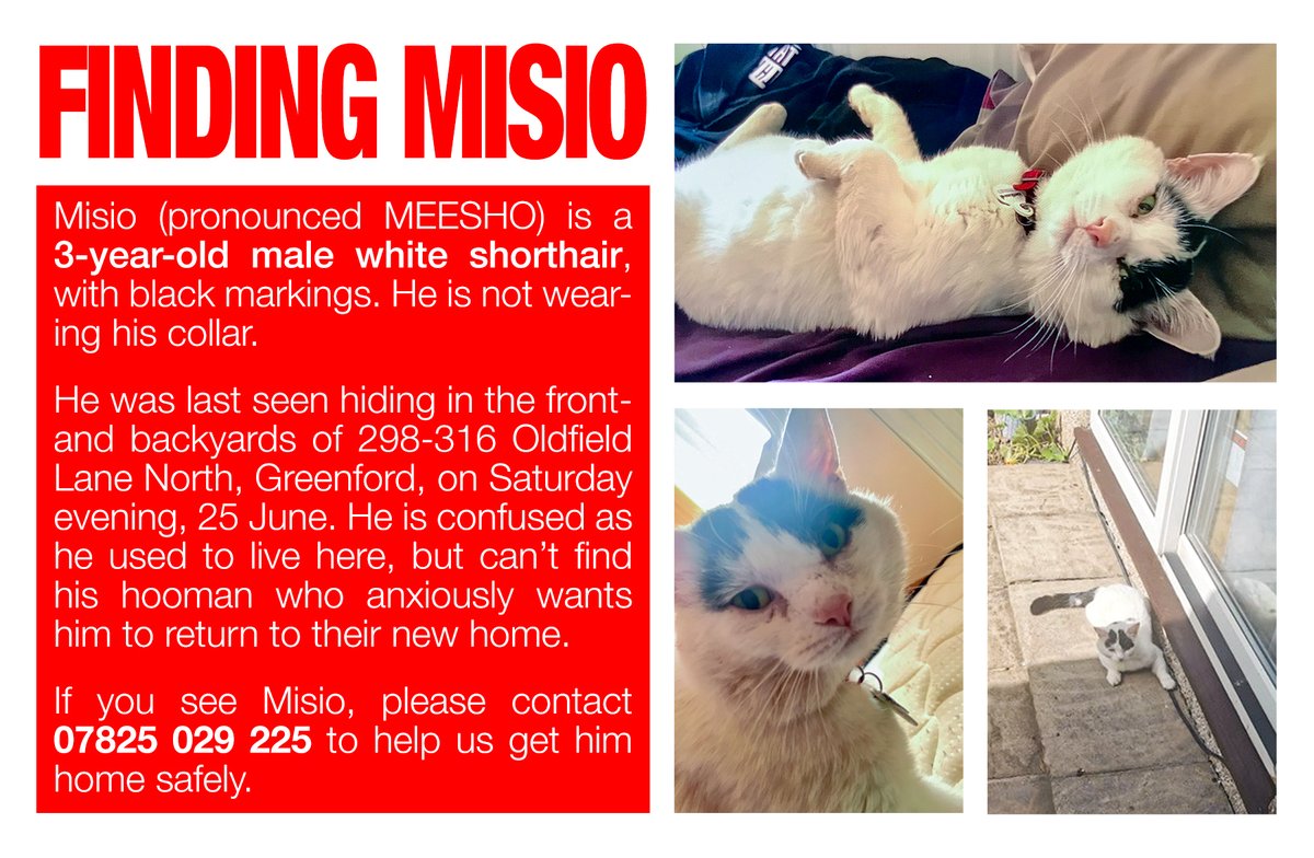 milaangeliweb's tweet photo. #MISSING in EALING/LONDON: Lovely boy MISIO, can't find his new home. Please call if you see him, he will take flight when approached. 
#cats #LOST #FindMisio
PLEASE SHARE/RETWEET 🙏 https://t.co/xkPhf7NUWx