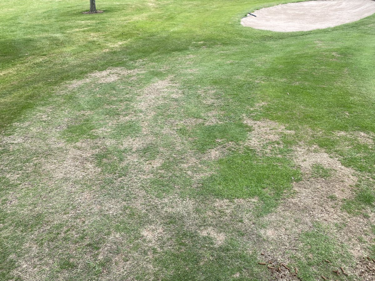 MarkSim93794378's tweet photo. 11th run-off receiving some love today with hand core, overseed with @rigbytaylor r9, @TurfCare_IRL_UK Leo-zeo, dress with @MansfieldSand mm35 and app of wetter 

#itcanrainnow #greenkeeping @MonmouthshireGC https://t.co/mhILNFns8C