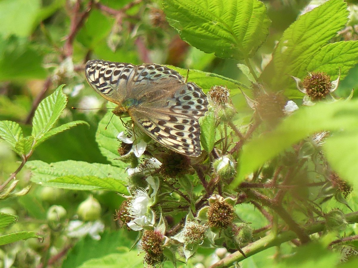 Wild_NEScot's tweet photo. Silver-washed Fritillary out in force @NE_WestAnglia Monk's Wood, including one lovely green-browny-grey variety that I know has a name that I can't put my finger on at the moment... #30DaysWild #butterflies #lunchtimestroll @bc_cambs_essex @savebutterflies https://t.co/w8UbcbuQgw