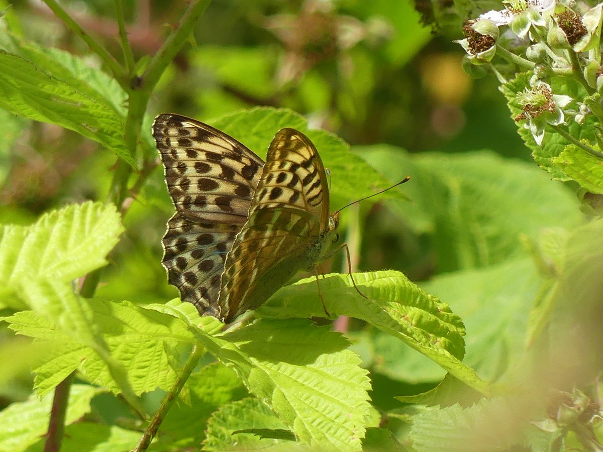 Wild_NEScot's tweet photo. Silver-washed Fritillary out in force @NE_WestAnglia Monk's Wood, including one lovely green-browny-grey variety that I know has a name that I can't put my finger on at the moment... #30DaysWild #butterflies #lunchtimestroll @bc_cambs_essex @savebutterflies https://t.co/w8UbcbuQgw