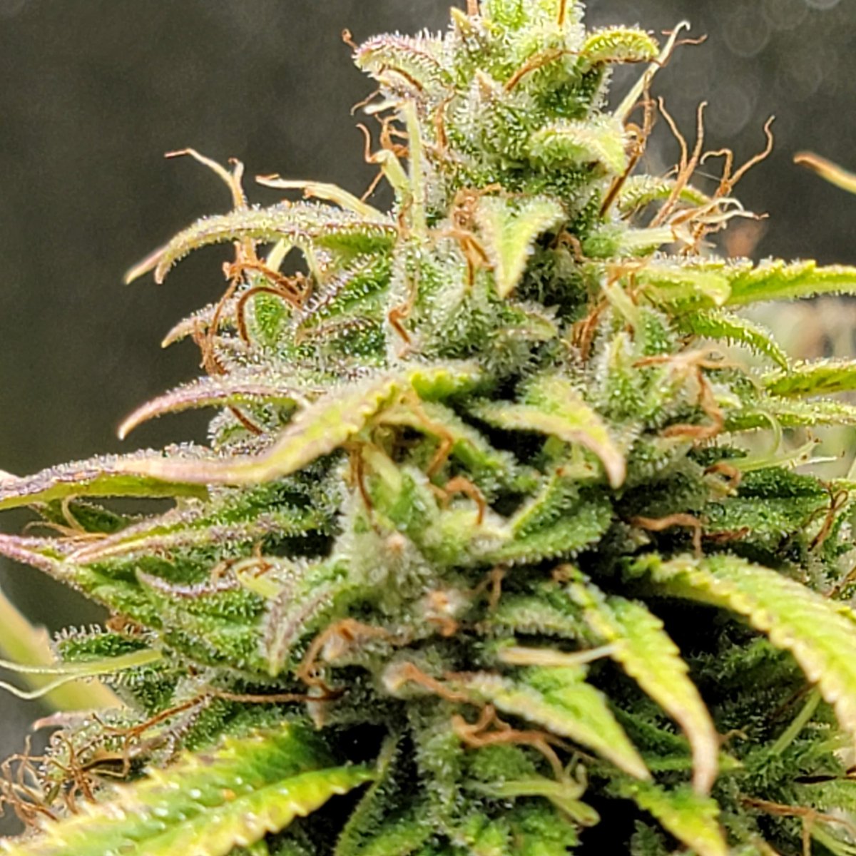 FatBoyFarms's tweet photo. My #Glookies (Gorilla Glue x Girl Scout Cookies) @ 6 weeks in flower and she makes me hungry just looking at her.
#FatBoyMunchies 🍪🍩🍰🍕🥩🍔 https://t.co/P78RsIbsTZ