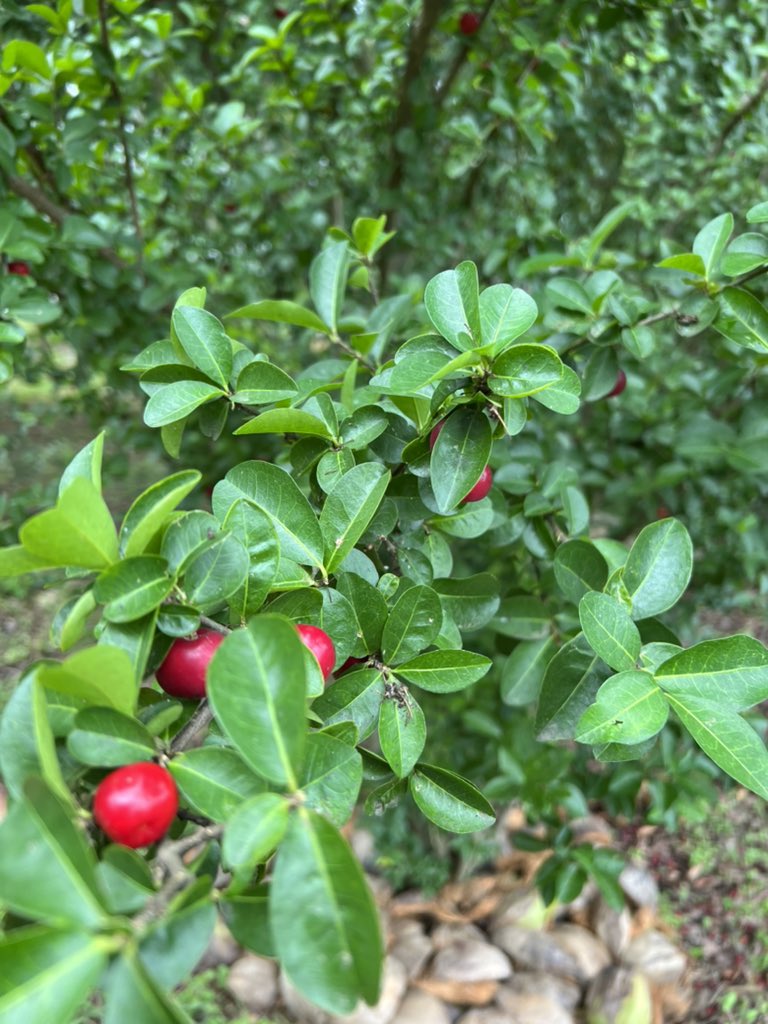 manoj_naandi's tweet photo. Two Reds yet so different. One is extremely hot Pepper & other Seeet Cherry. Both next to each other in this amazing 20 acre farm of the lady who preserves rare indigenous seeds, has a collection of fruits & veggies and such biodiversity.
#FarmDiary
(1/n) https://t.co/K2uxgdN7HL