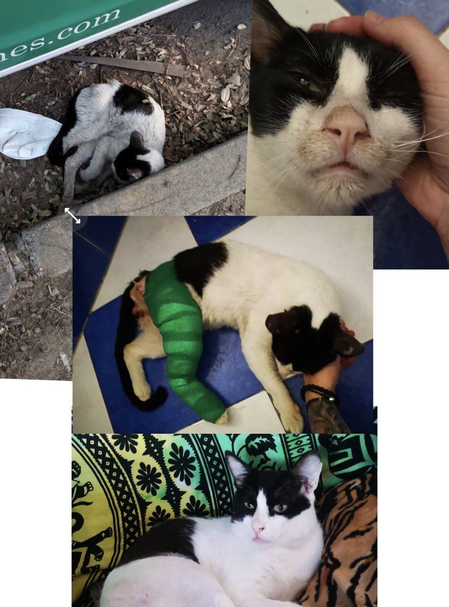 Pichón hoy se encuentra al fin con su papá <a href="/LotoInverse/">Loto Inverse</a>  que le va a dar todo el amor que nunca tuvo. Le atropellaron y estuvo días arrastrando su patita de coche en coche, solo, desnutrido y perdiendo la fe. Mirar como le ha ido cambiando la expresión de la carita! 😻😻😻😻💕💕