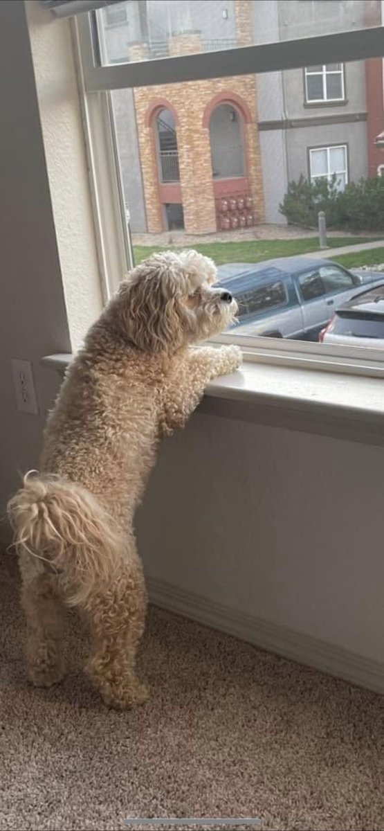 My dad has been gone for 3 weeks and I hate it!  Everyday I set some time aside to stare at his Jeep hoping he will get out of it..  is it July 14th yet because this is bull$/:!

I miss my dad!  We have adventures to do 

#dogs #dogsoftwitter #dogsarefamily #fathersonlove