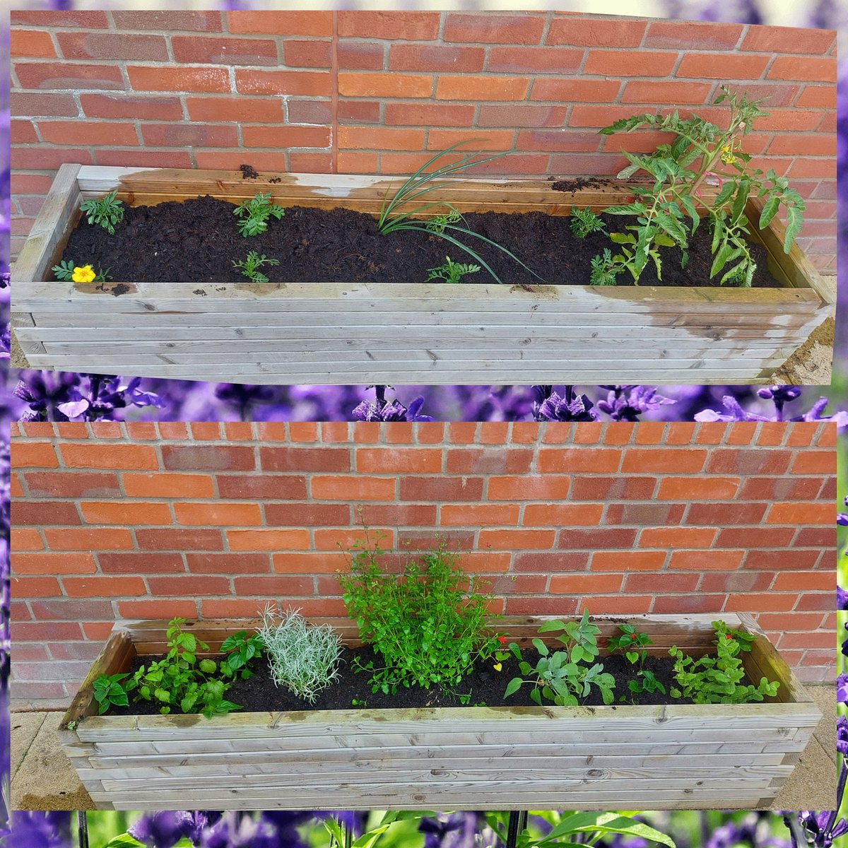 KingfisherMbu's tweet photo. Brilliant trip to B&amp;Q with one of our mums to get some plants and more soil for our garden. Followed by a lovely gardening group and others of the ward getting involved. 
#Horticulture #therapy #gettingmuddy https://t.co/37gWA4fV17