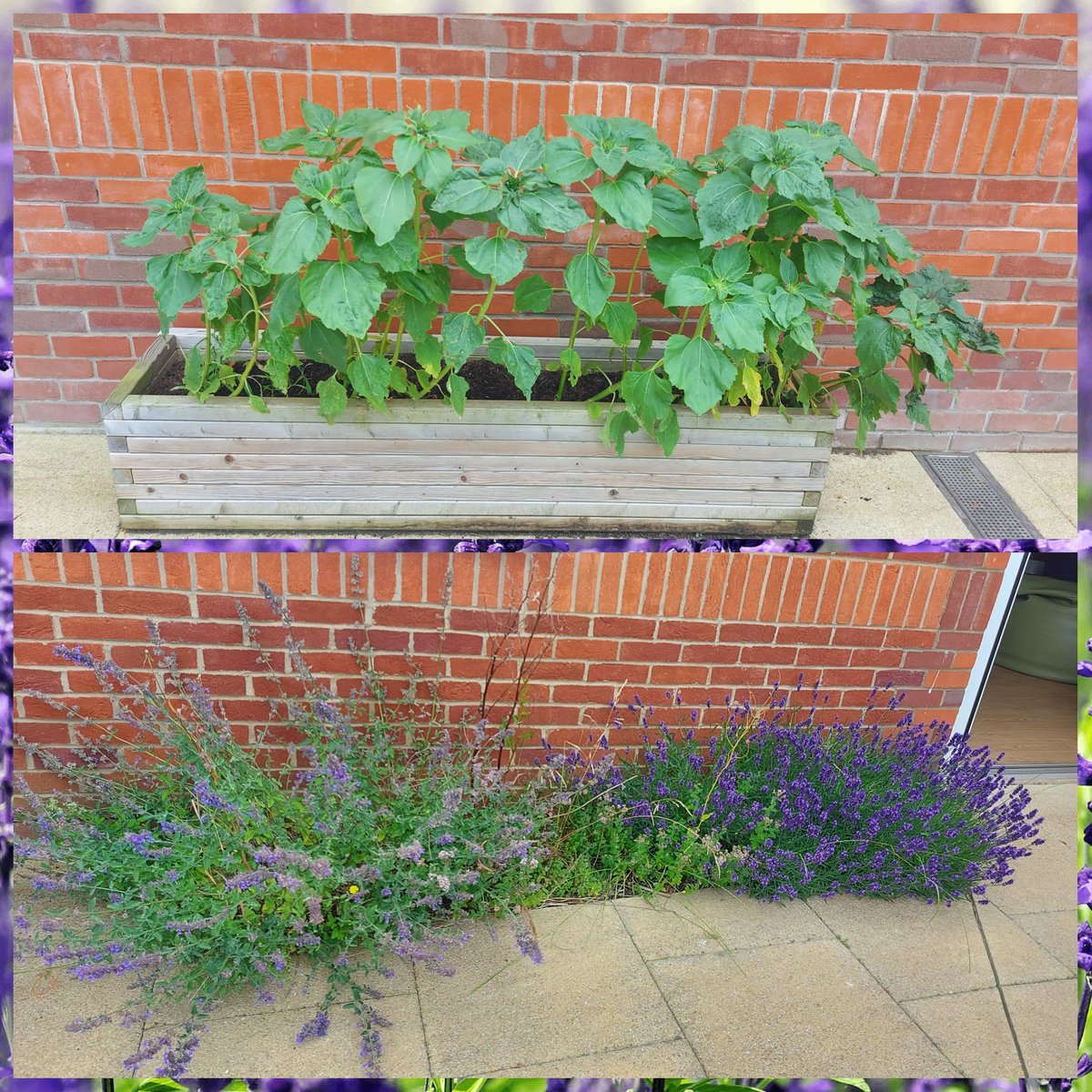 KingfisherMbu's tweet photo. Brilliant trip to B&amp;Q with one of our mums to get some plants and more soil for our garden. Followed by a lovely gardening group and others of the ward getting involved. 
#Horticulture #therapy #gettingmuddy https://t.co/37gWA4fV17