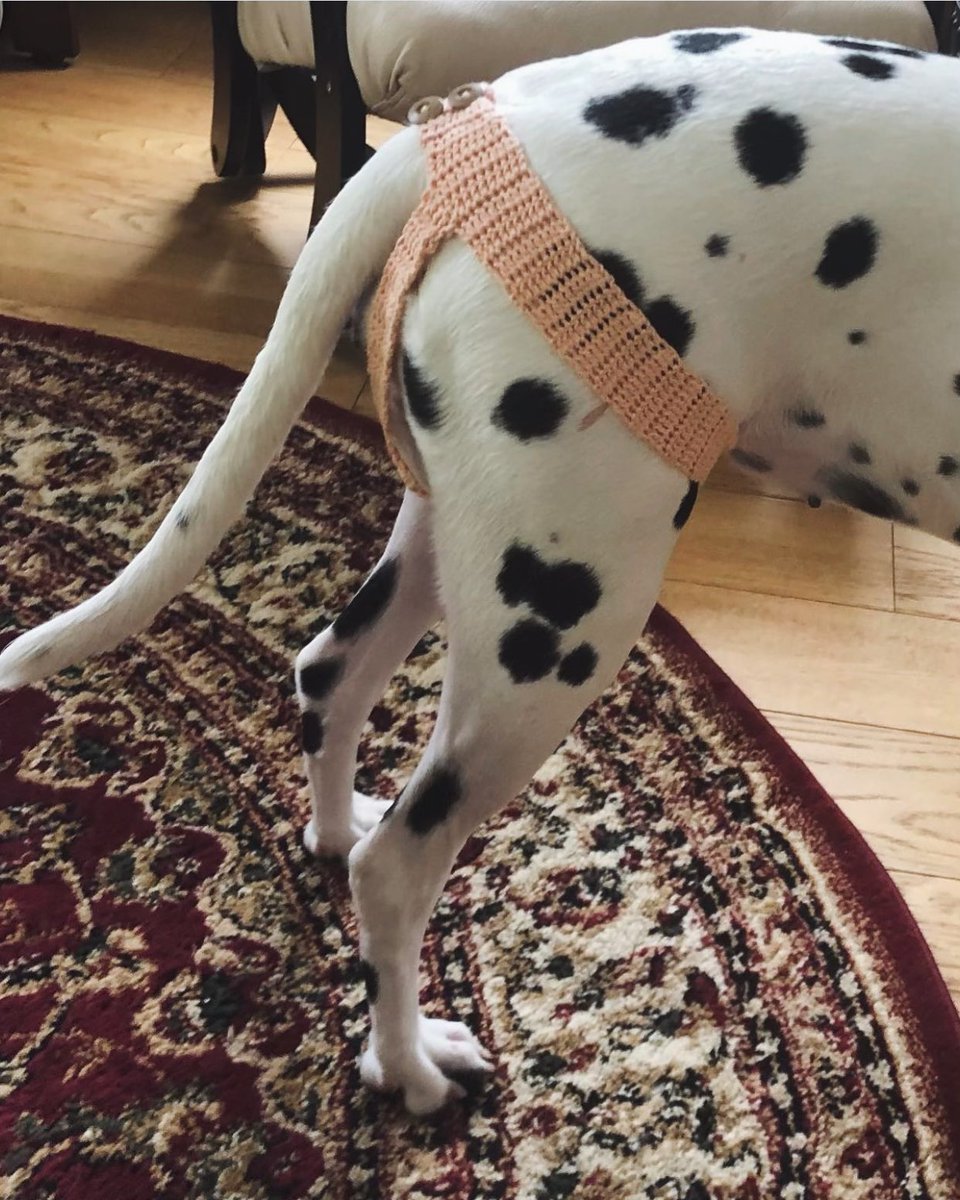 実家のダルメシアンが生理がくるようになった 犬用の生理用品は値段が高く夏場は暑そう 母が人間用のナプキンを使えるグッズをセルフで開発した Togetter