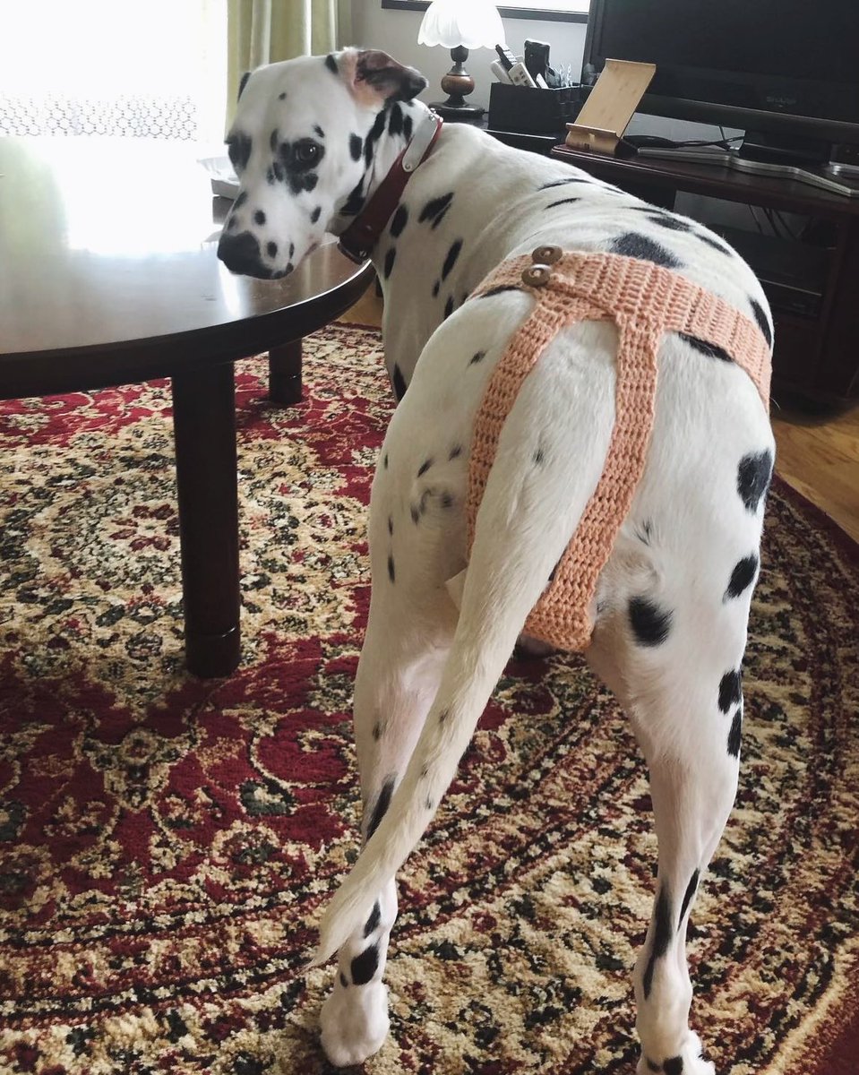 実家のダルメシアンが生理がくるようになった 犬用の生理用品は値段が高く夏場は暑そう 母が人間用のナプキンを使えるグッズをセルフで開発した Togetter