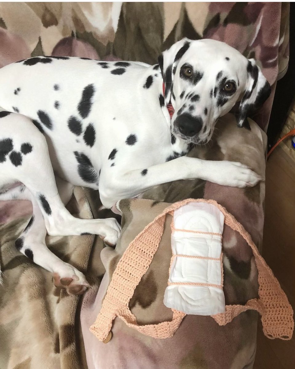 実家のダルメシアンが生理がくるようになった 犬用の生理用品は値段が高く夏場は暑そう 母が人間用のナプキンを使えるグッズをセルフで開発した Togetter