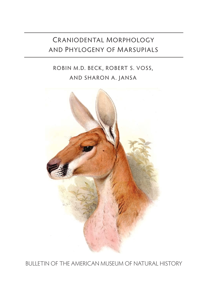 Nearly 15 years' hard work, and now finally published! Our new monograph on #marsupial #morphology and #phylogeny is now out digitallibrary.amnh.org/handle/2246/72…