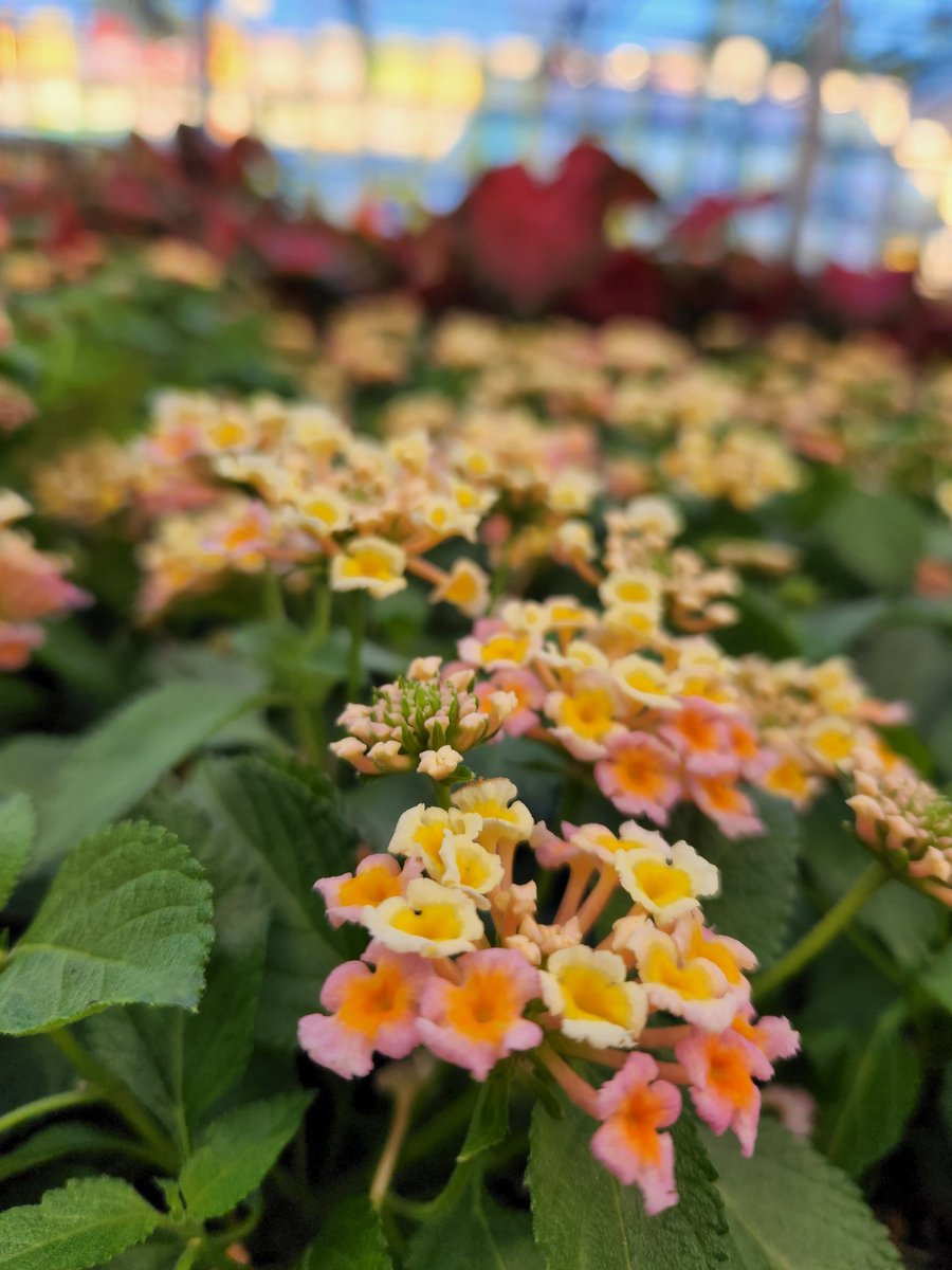 Judi Munski tweet media