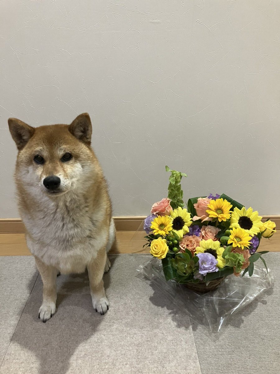 haru_k24's tweet photo. みなさんからいただきました🌺
いろいろあったけど幸せな2年半でした🌟本当にありがとう😭感謝してます🙏
#人事異動　
#フラワーアレンジメント　
#職場　
#柴犬 
#もう少し一緒に仕事したかった　
#感謝　
#辞令 https://t.co/qYqaELH1w3