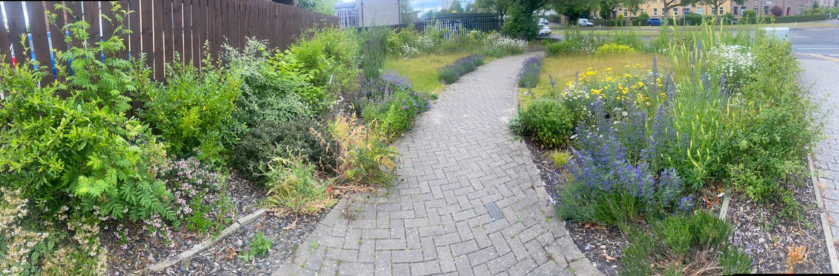 northedinarts's tweet photo. Our butterfly garden, halfway down Pennywell Road is in full bloom with an ambundance of native wildflowers and insects. It is only pocket-sized but full of life. @artforalluk designed @urbanunionltd supported https://t.co/xBvytkMLA9