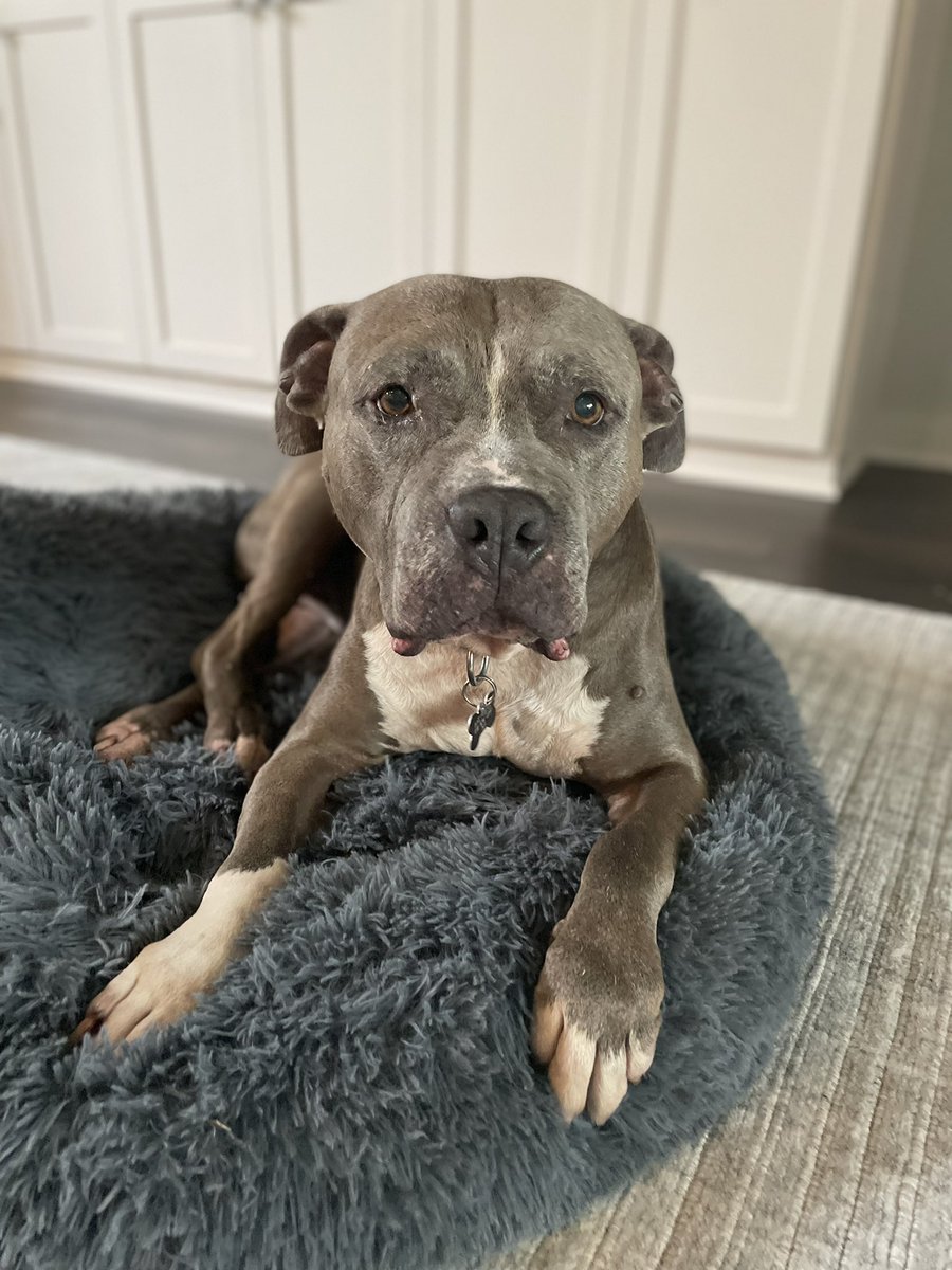 I mean, we should just keep him forever right!? #fosteringsaveslives #adopt #Pitbull #seniordogsrule