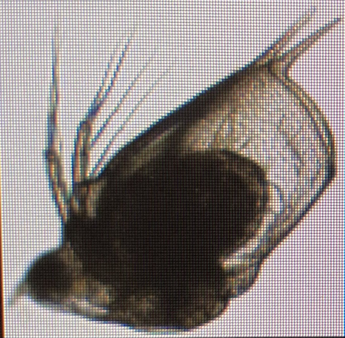 FlowCam day for @Jam_Orr! We found a #scapholeberis in our stressed #zooplankton samples🤩 ..a new one for our library!