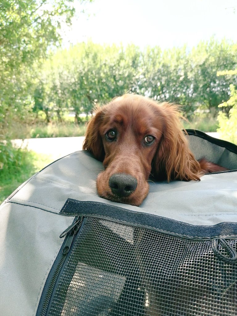 chan0vie's tweet photo. Voor t eerst met de #fietskar. Dat hoofd😂 wel fijner dan al die kleine stukjes rijden met de auto. #meetLucy #iersesetter https://t.co/mmb1gS0UXI