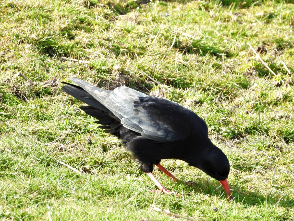 A local #choughfact for #SpeakCornishWeek 
Chough = Palores
Cornish chough = paloresow Kernewek 
Palores refers to “digger” in Cornish &amp; choughs were said to have got the name from how they use their long red bills to dig for food #cornishchoughs20 📸@gerda12