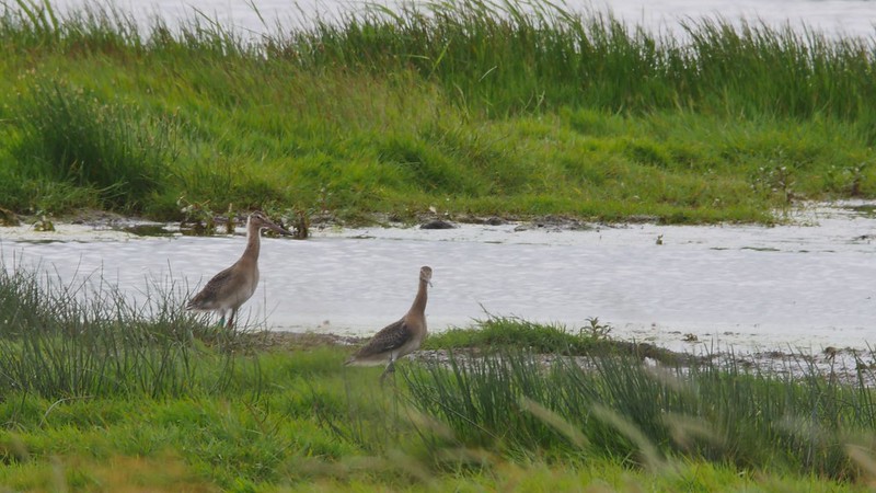 It was our final release of birds today! There may be more headstarting in future but this phase is complete. Total: 206 fledglings. The job is far from done but today is a special day. Thank you to everyone who has helped along the way 🙏 @WWTWelney @Natures_Voice @LIFEprogramme