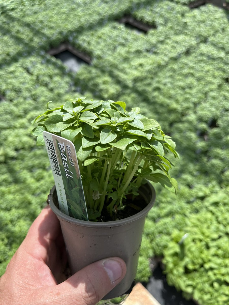TristramPlants's tweet photo. Binsted Nursery is recruiting for a Lead Propagator to join our team producing over 1.2million plants per yr. Cuttings. division and seed sowing techniques used. Is this for you? #Horticulture #ukgrown @IPPS_Europe @BPOA_homegrown @CIHort @yphorticulture https://t.co/Y5hfK6l2nq https://t.co/ij5dBzv6p8