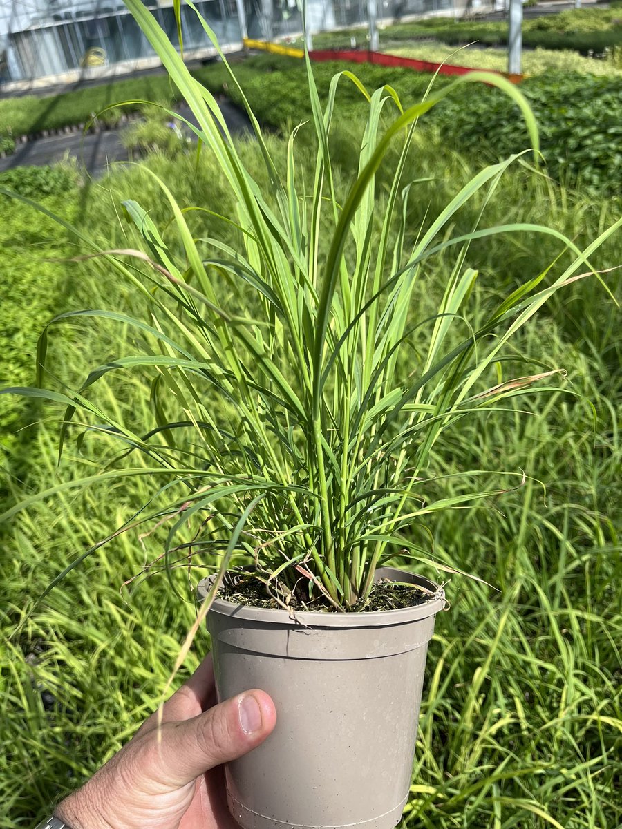 TristramPlants's tweet photo. Binsted Nursery is recruiting for a Lead Propagator to join our team producing over 1.2million plants per yr. Cuttings. division and seed sowing techniques used. Is this for you? #Horticulture #ukgrown @IPPS_Europe @BPOA_homegrown @CIHort @yphorticulture https://t.co/Y5hfK6l2nq https://t.co/ij5dBzv6p8