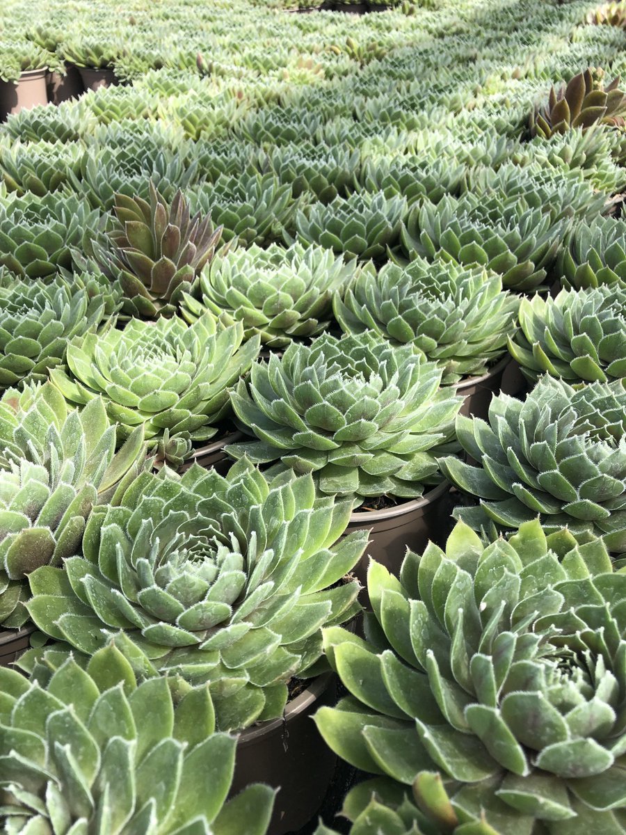 TristramPlants's tweet photo. Binsted Nursery is recruiting for a Lead Propagator to join our team producing over 1.2million plants per yr. Cuttings. division and seed sowing techniques used. Is this for you? #Horticulture #ukgrown @IPPS_Europe @BPOA_homegrown @CIHort @yphorticulture https://t.co/Y5hfK6l2nq https://t.co/ij5dBzv6p8
