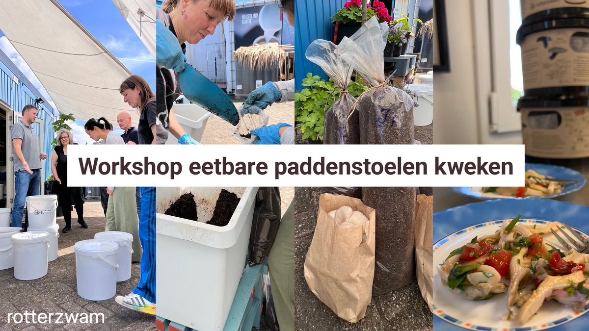 Deze donderdag: Workshop eetbare paddenstoelen kweken. We laten je zien hoe je oesterzwammen kweekt op een zelfgemaakte voedingsbodem. Inclusief een growkit en een portie zwammen. 

En het goeie nieuws is, er zijn nog plekken vrij! 

Boek hem hier: rotterzwam.nl/products/works…