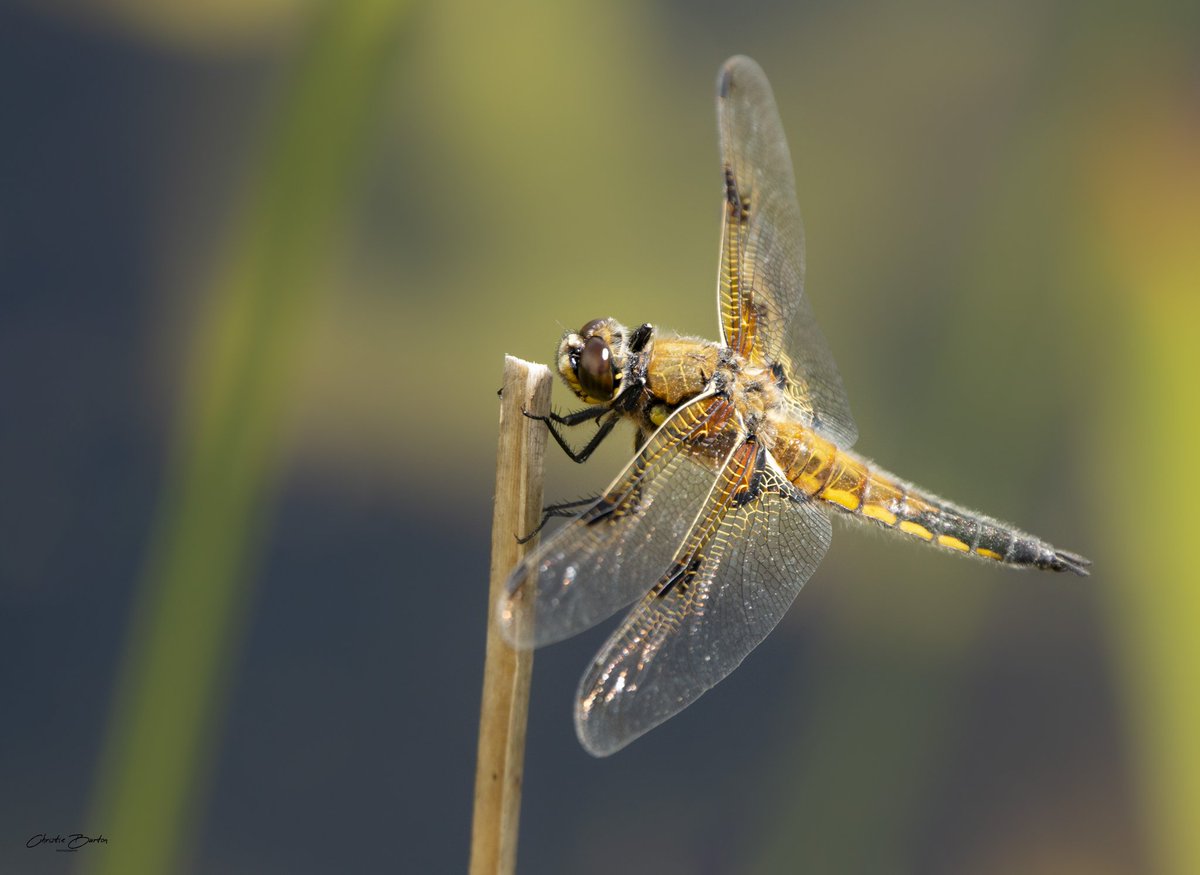 ChristieBphotos's tweet photo. Four spotted chaser
#fourspottedchaser #insects #dragonfly #nature #wildlife #wildlifephotography #naturephotography #britishwildlife #BBCWildlifePOTD @BBCSpringwatch @WildlifeMag @WildlifeTrusts @CanonUKandIE https://t.co/9xmsUHwdX6