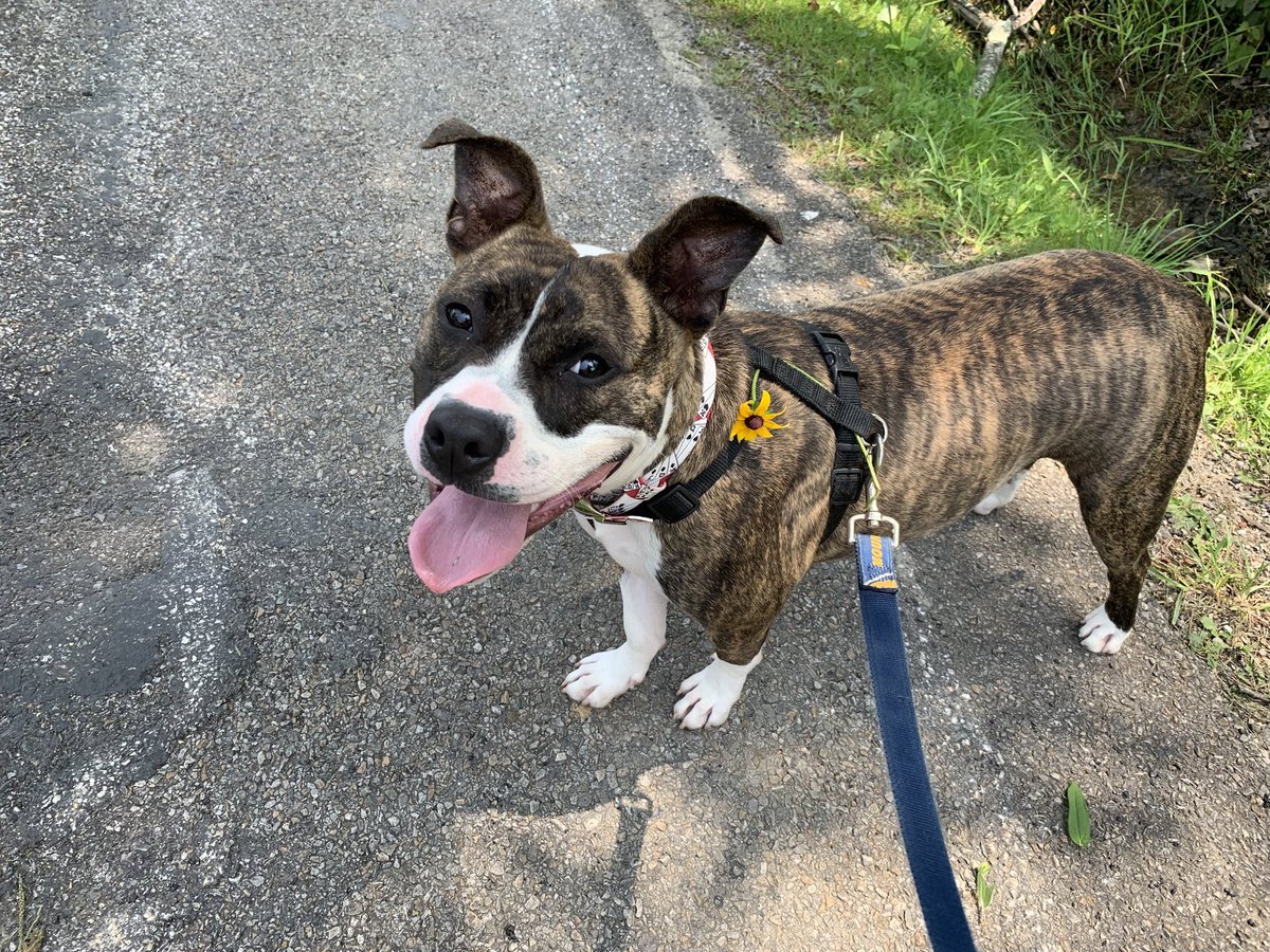 Jeffrius's tweet image. This is Choppy. He spent the past 1.5 yrs at a shelter where I volunteer. Tragically, he had to be euthanized unexpectedly due to health concerns. I’m crushed. This sweet boy never got to have a forever home so I just want people to know that he existed and he was a good boy.