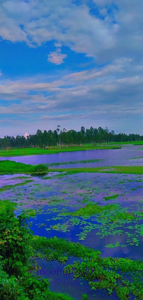 moonm8120's tweet photo. চলনবিল এর একখন্ড অংশ
স্থান: সিরাজগঞ্জ
ছবি নিজেই তুলেছি https://t.co/98WUau1H3k