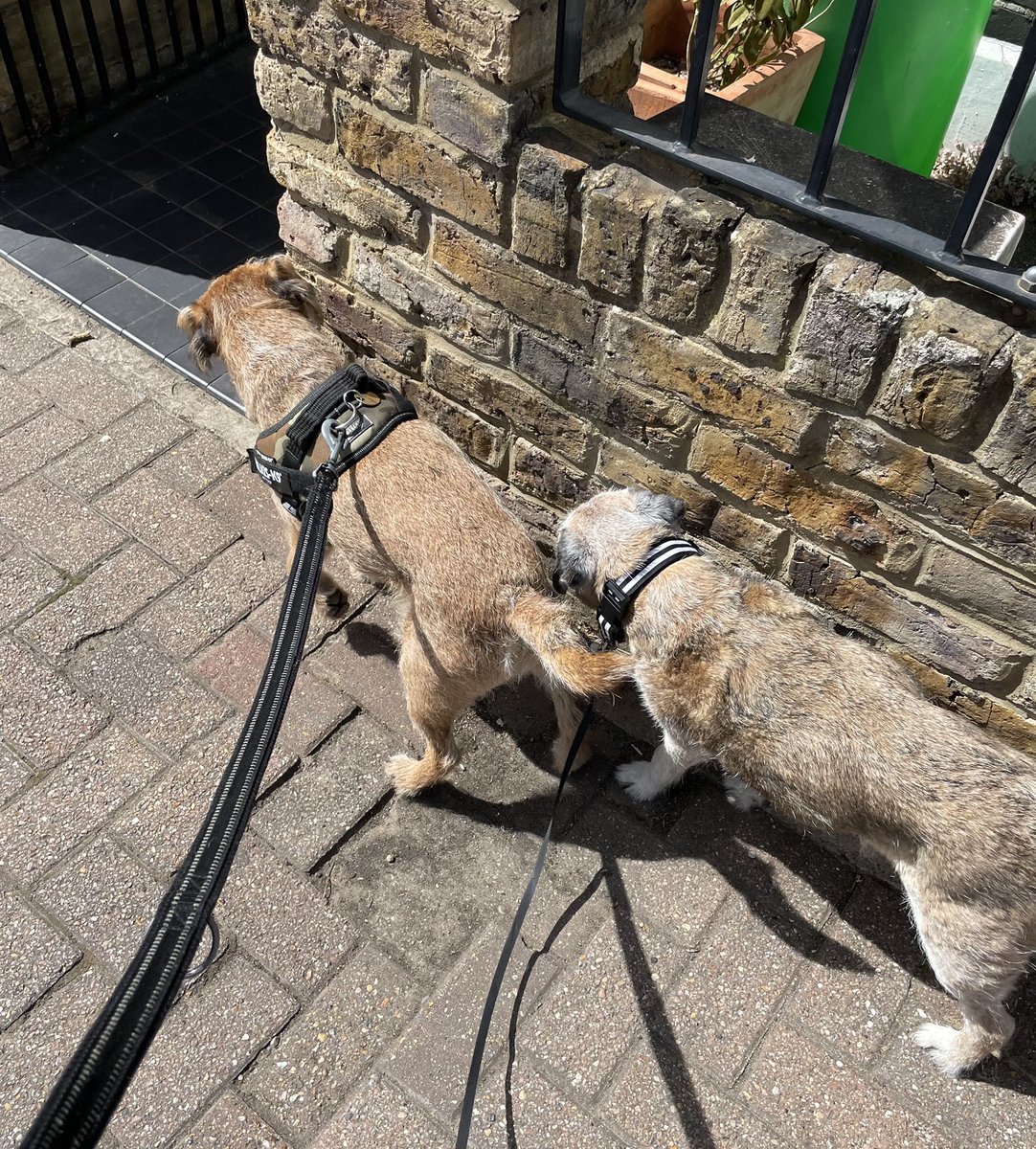 Borders on patrol 🐶🐶 @AriGoldBT &amp; Albert #btposse #DoubleTrouble 😄