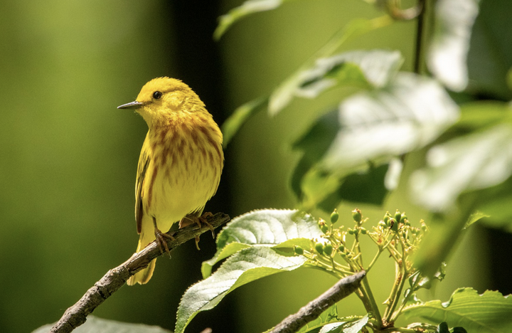JohnJayFriends's tweet photo. Grab your binoculars and get ready to go Jay Walking! This Saturday at 9am, join Naturalist Tait Johansson of @bedfordaudubon at John Jay Homestead to connect with nature &amp; discover what birds and butterflies call the site home. To register, e-mail bedfordaudubonsociety@gmail.com https://t.co/TkcXqX3bui