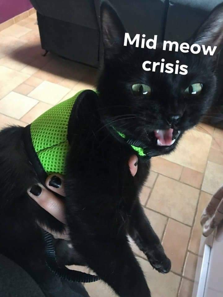 Litterbox tweet media